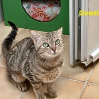 Ginette, chatte à adopter