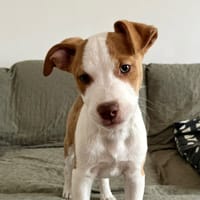 HOMARD, chien à adopter
