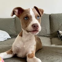 CREVETTE, chienne à adopter