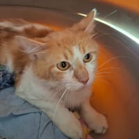 CHARLY, chat à adopter