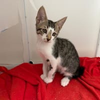 CETAUBOFIX, chat à adopter