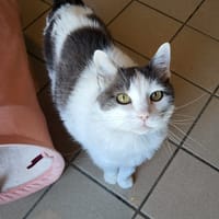 KETTY, chatte à adopter