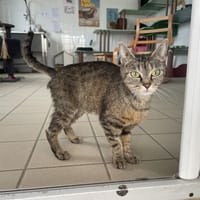 FLEUR, chatte à adopter