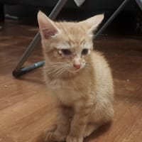 LAUREL, chat à adopter