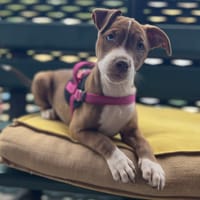 ODETTE, chienne à adopter