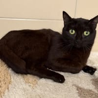 Talya CAB5759, chatte à adopter