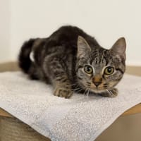 Allyah CAB5767, chatte à adopter