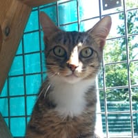 MC CHICKEN QCT, chatte à adopter