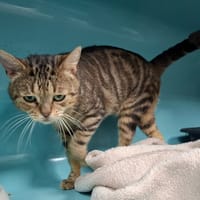 SKOL, chat à adopter