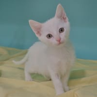 Wapi (réservé), chatte à adopter