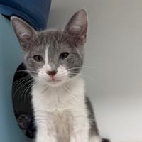 GOUDURIX (EN COURS D'ADOPTION), chat à adopter
