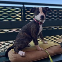 PALOURDE, chienne à adopter