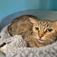 TEORA QCT, chatte à adopter