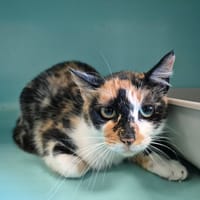 TITA QCT, chatte à adopter