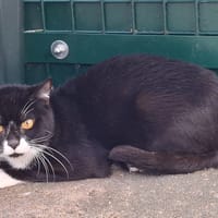 REGGAE, chat à adopter
