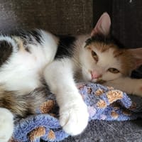 Dolly, chatte à adopter