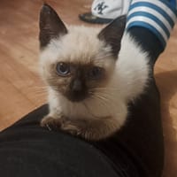 BARBIE, chatte à adopter