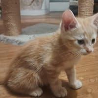 HARDI, chat à adopter