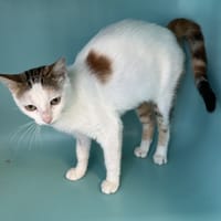 SECRET, chatte à adopter