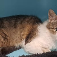 MOYI, chatte à adopter