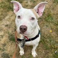 ALISHA HAA24795, chienne à adopter