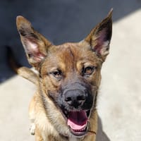 ABSOLEM, chien à adopter