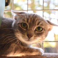 GAP, chatte à adopter