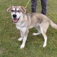 GRANITE, chien à adopter
