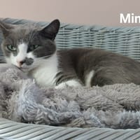 MIMI, chatte à adopter