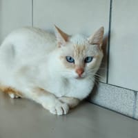 PUREE QCT, chatte à adopter