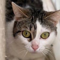 Helios CAB5761, chat à adopter