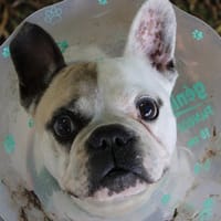 malione, chienne à adopter