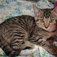 NOISETTE, chatte à adopter