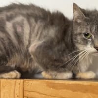 Stella CAB5760, chatte à adopter