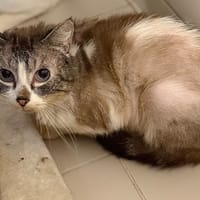 Savana CAB5765, chat à adopter