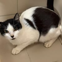Calypso CAB5764, chat à adopter
