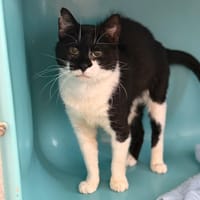 Zeff CAB5358, chat à adopter