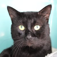 Baloo, chat à adopter