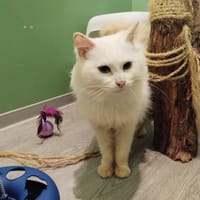 OMALEY, chat à adopter