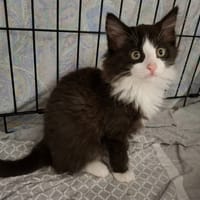 KOJAC, chat à adopter