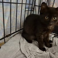 FLOC, chat à adopter