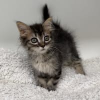 GAZPACHOANDALUS"En cours d'adoption", chatte à adopter
