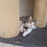 BASIL, chat à adopter