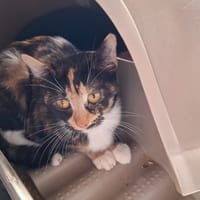 SUSHI, chatte à adopter
