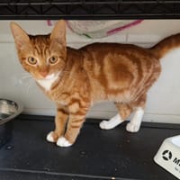 OASIS, chat à adopter