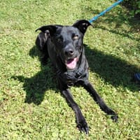 MAIA, chienne à adopter