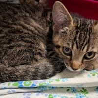 NOUGAT, chatte à adopter