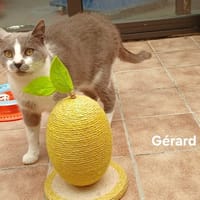 Gérard, chat à adopter