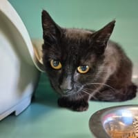 MANUA QCT, chatte à adopter