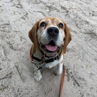 PAGO HAA24798, chien à adopter